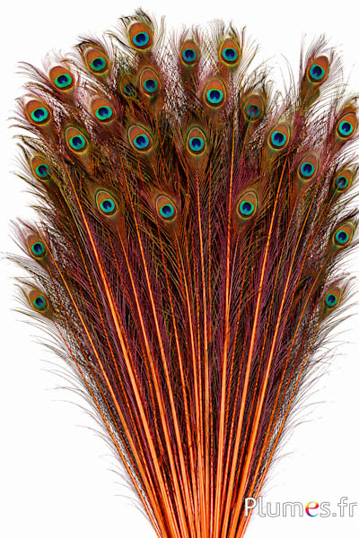 Pfau blau - 60-70 cm - orange